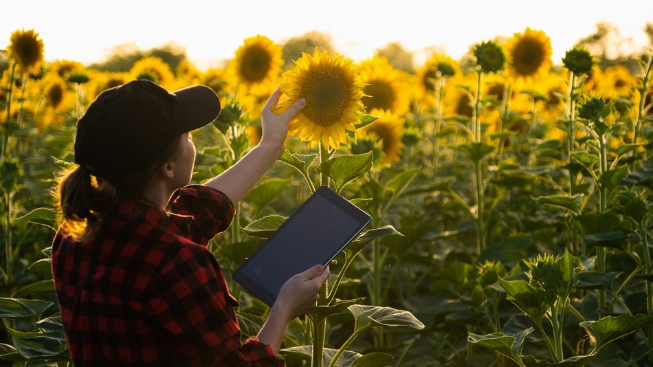 Mujer agricultora con una tableta digital en un campo de girasoles