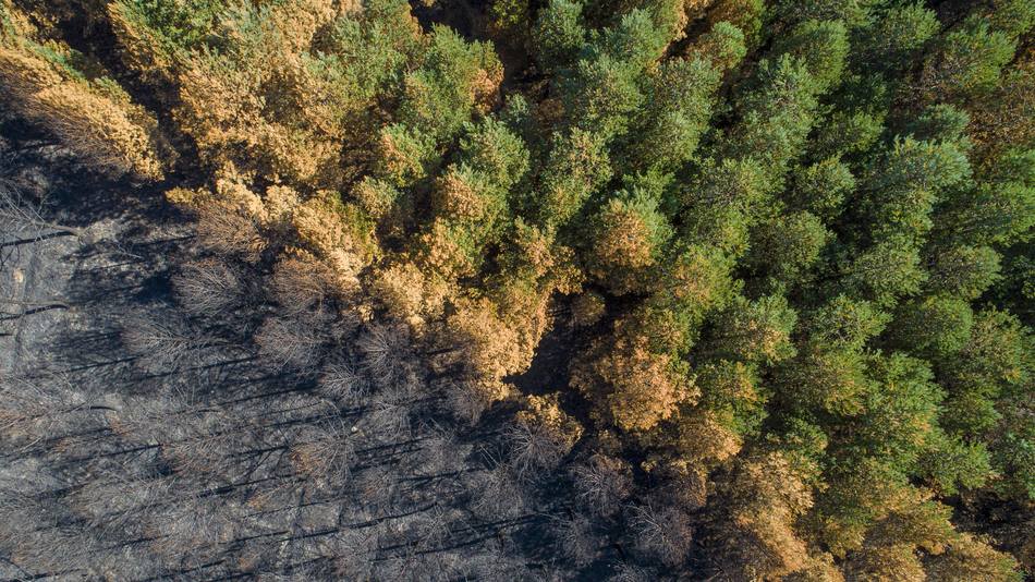 Los riesgos ambientales son menores en los incendios sin hay plantas pirófitas