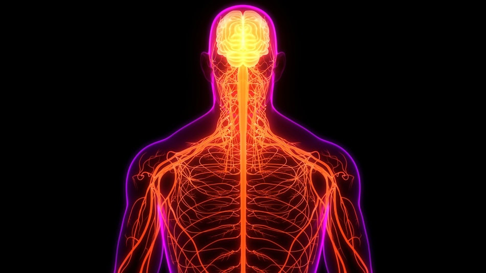 La neurología se dedica al estudio, diagnóstico y tratamiento de los trastornos del sistema nervioso