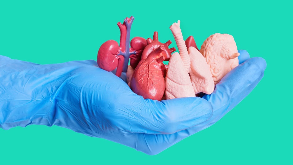 Los órganos que se pueden donar en vida son órganos dobles