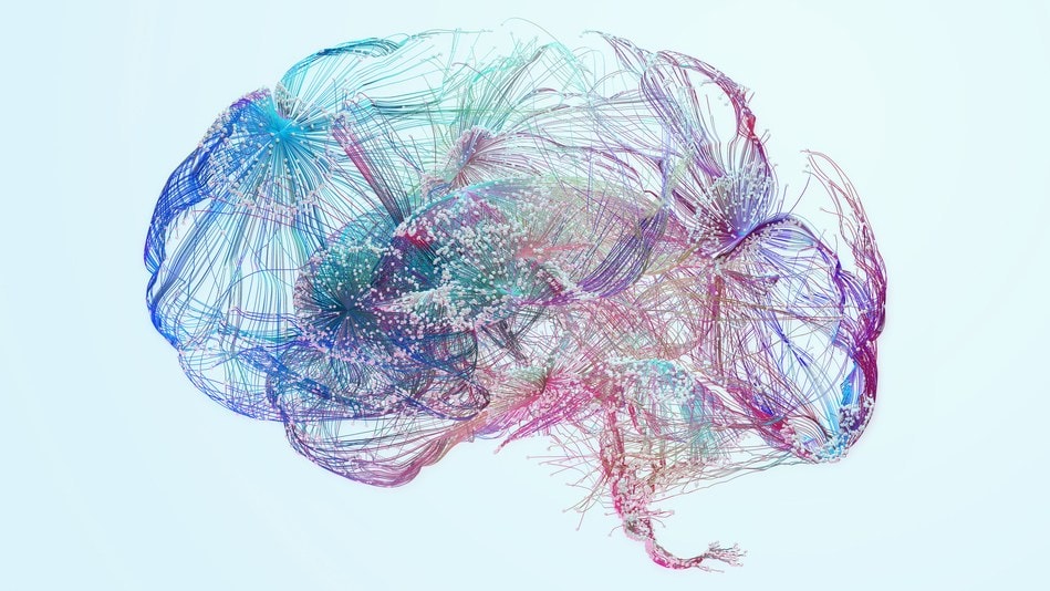 El cerebro es un órgano vital cuyo funcionamiento consiste en procesar y coordinar información