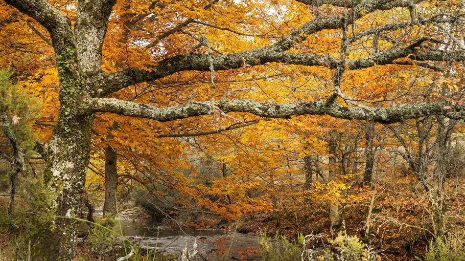 Dentro de una clasificación de los espacios naturales protegidos a nivel nacional están los paisajes protegidos