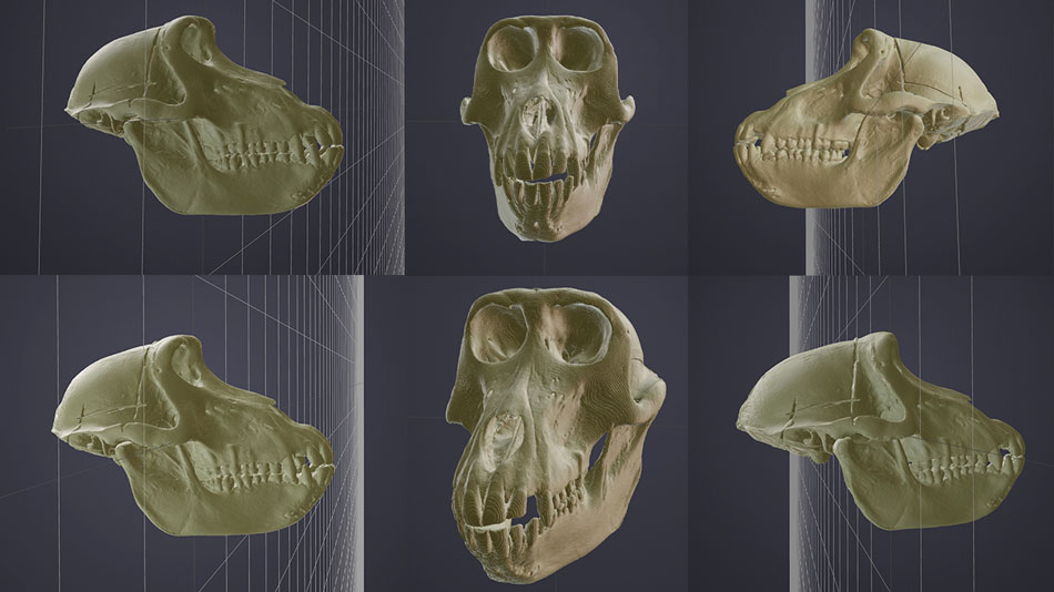 Investigación evolución humana