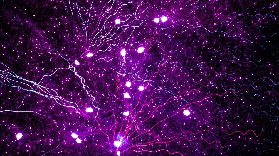 Existe una variedad de métodos de investigación utilizados por la neurobiología