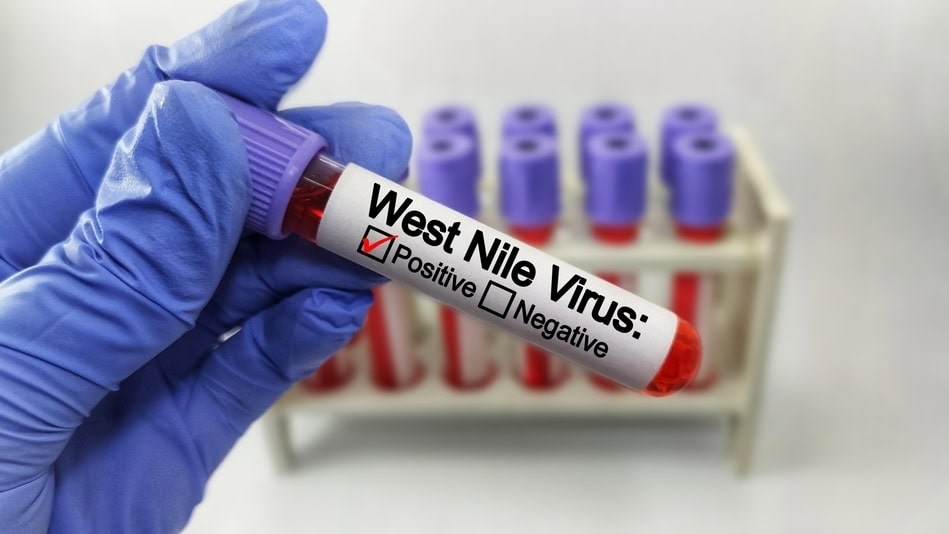 El virus del Nilo Occidental es otra enfermedad del mosquito transmitida principalmente por vectores del g&eacute;nero Culex
