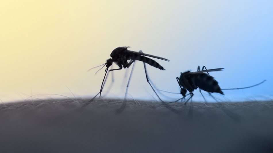 Los mosquitos pueden transmitir diversas enfermedades infecciosas que afectan a millones de personas