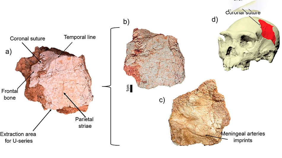 Investigación CENIEH UNIR
