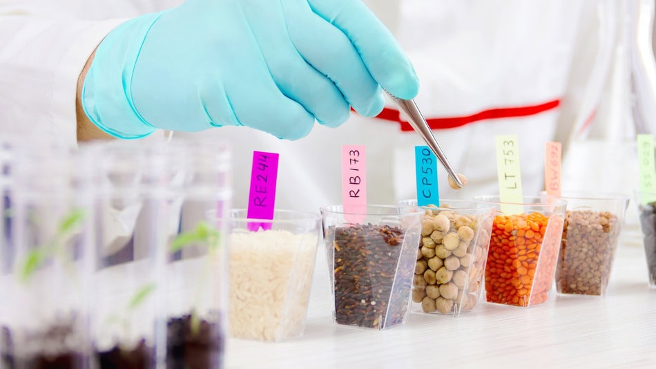 El an&aacute;lisis de las ventajas y desventajas de los alimentos transg&eacute;nicos depende del tipo de cultivo, del objetivo de su modificaci&oacute;n y del contexto agr&iacute;cola en el que se utilice