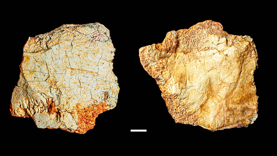 Investigación CENIEH UNIR