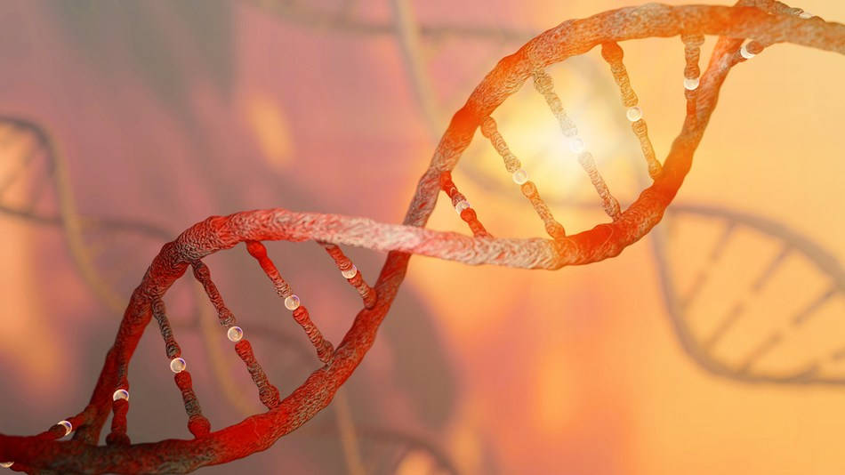 histocompatibilidad